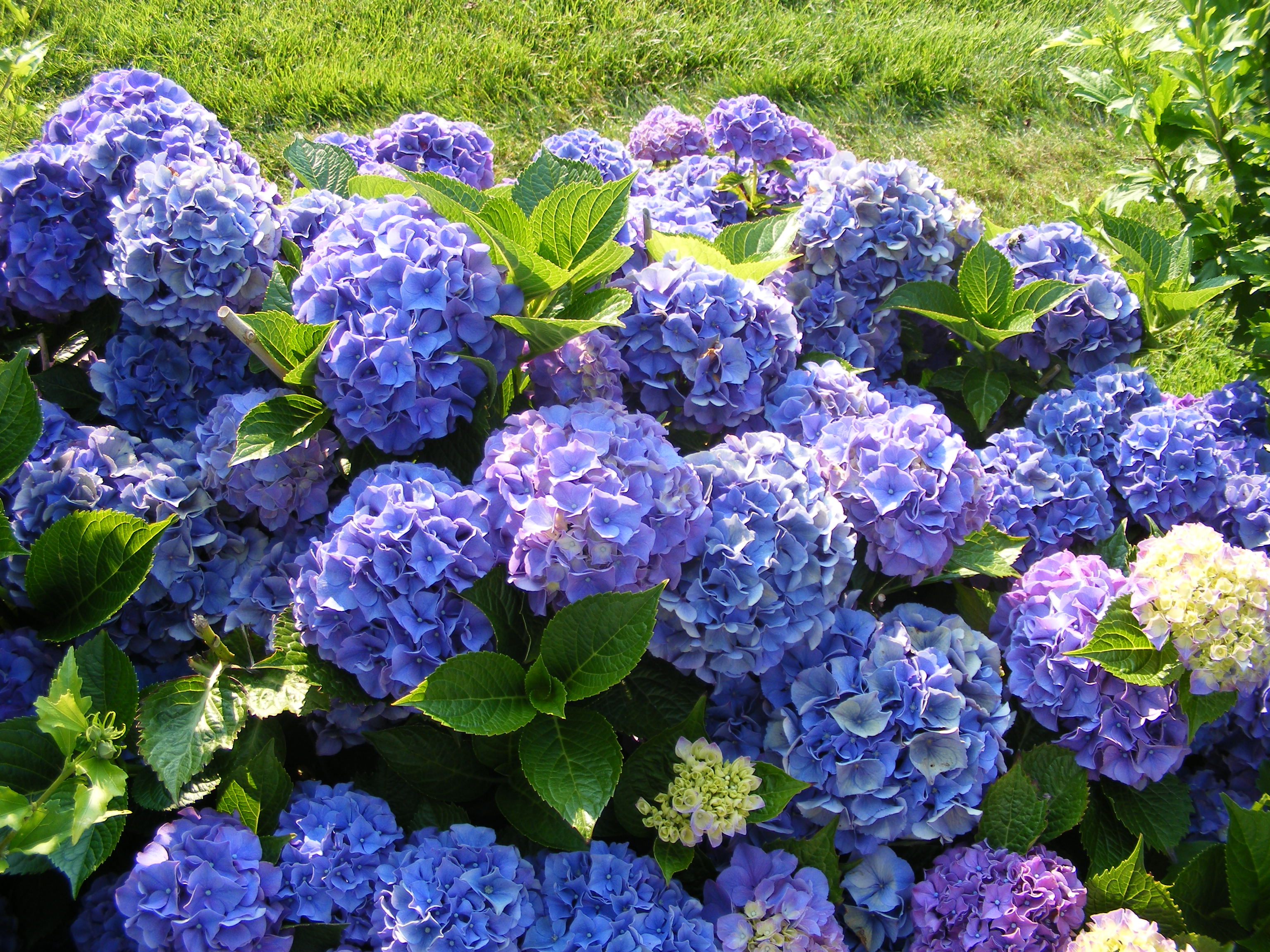 Hydrangea macrophylla 'Lavbla'
